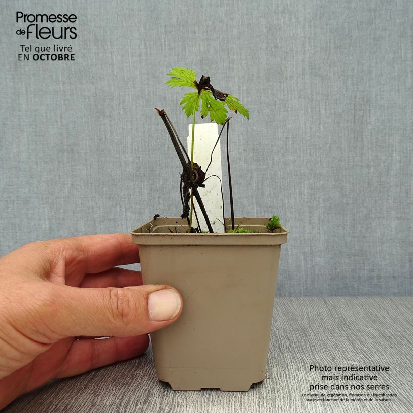 Amostra de Geranium sylvaticum Prelude Vaso de 8/9 cm tal como entregue no outono
