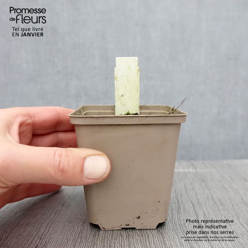 Amostra de Geranium vivace Prélude Vaso de 8/9 cm tal como entregue no inverno