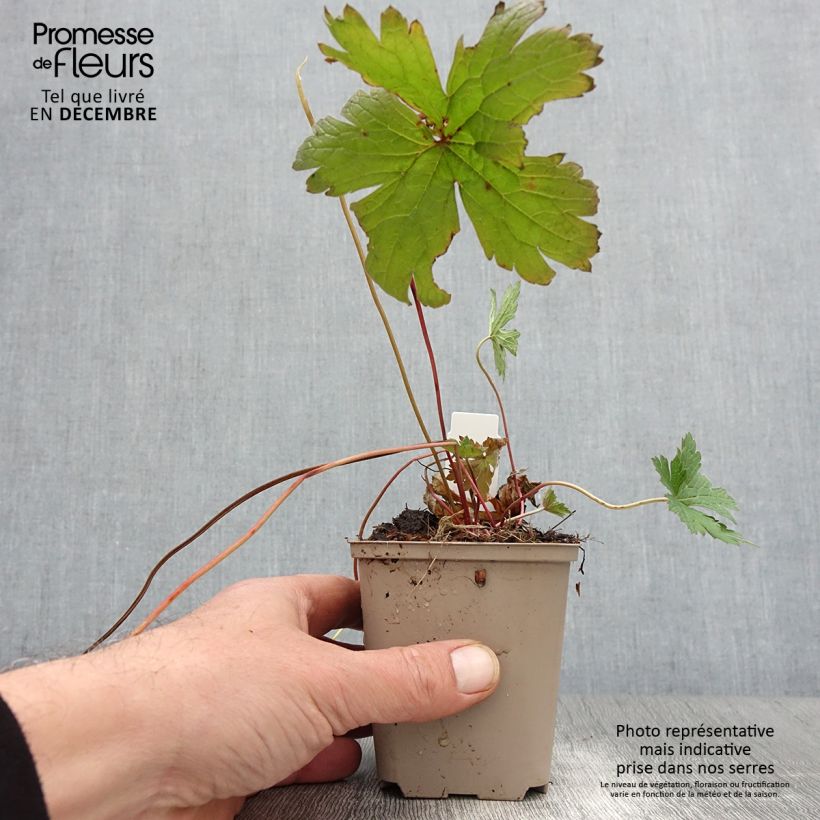 Amostra de Gerânio Bressingham Flair - Geranium psilostemon Vaso de 8/9 cm tal como entregue no outono