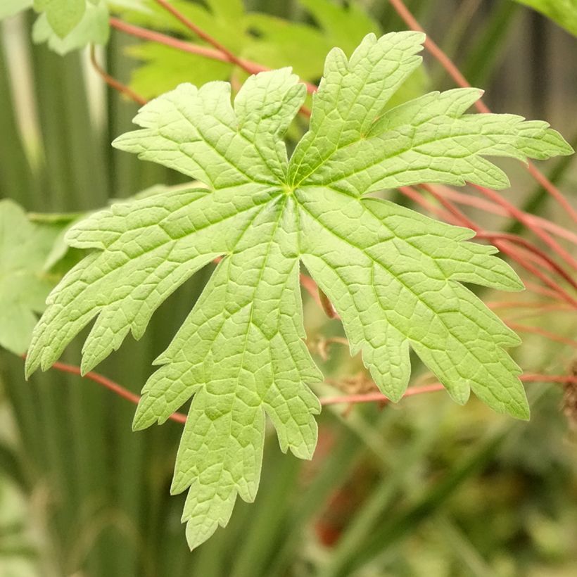 Geranium psilostemon (Folhagem)