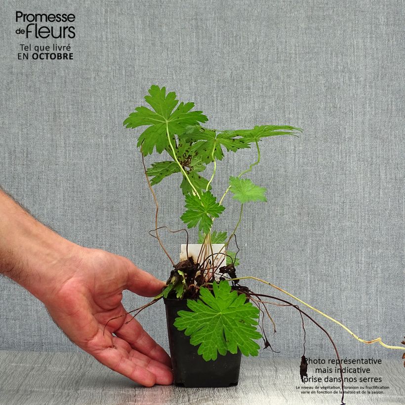 Amostra de Gerânio JS Ma Tu Vu® - Geranium psilostemon Vaso de 8/9 cm tal como entregue no outono