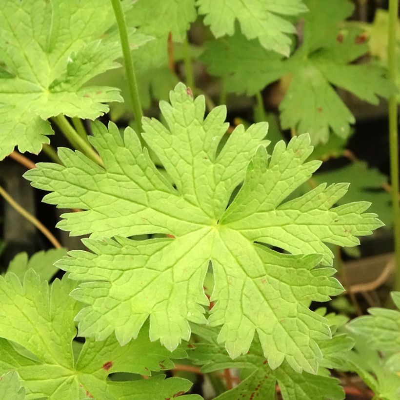 Gerânio JS Ma Tu Vu® - Geranium psilostemon (Folhagem)