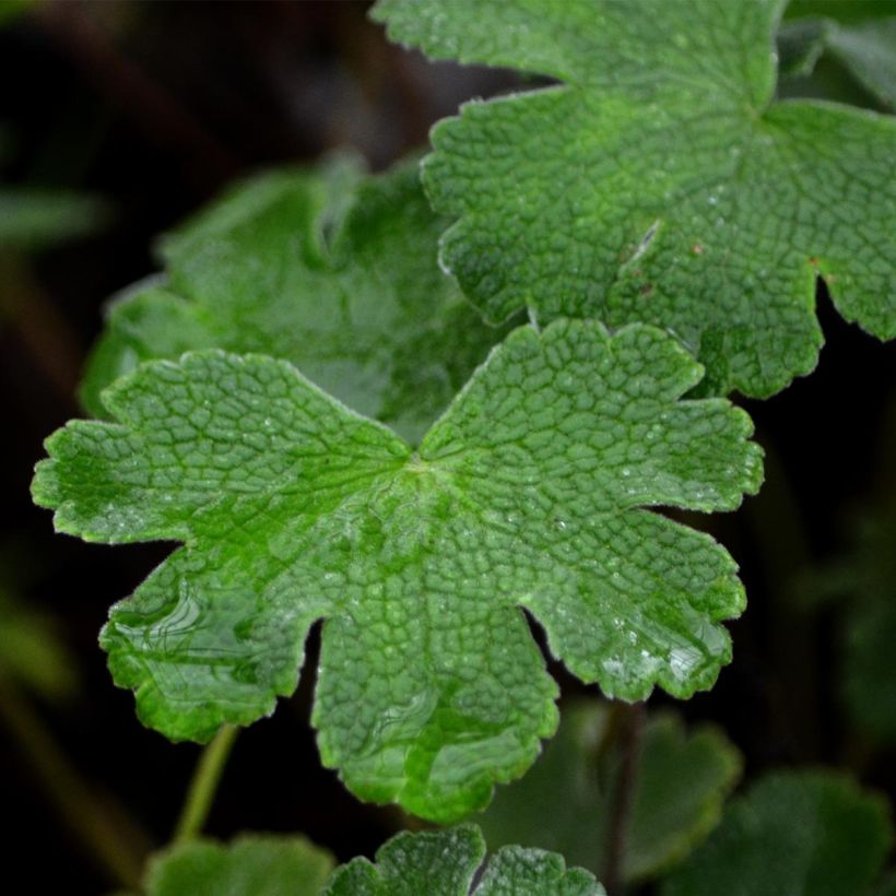 Geranium renardii (Folhagem)