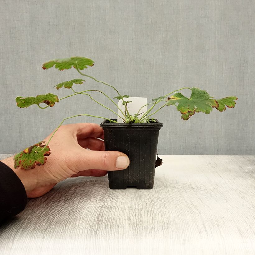 Amostra de Geranium renardii Vaso de 8/9 cm tal como entregue no outono