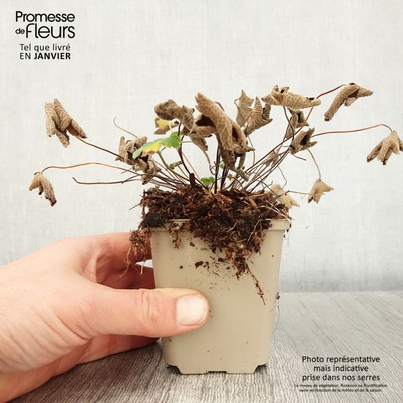Amostra de Geranium renardii Vaso de 8/9 cm tal como entregue no inverno