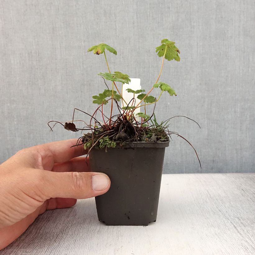 Amostra de Gerânio Zetterlund - Geranium renardii Vaso de 8/9 cm tal como entregue no verão