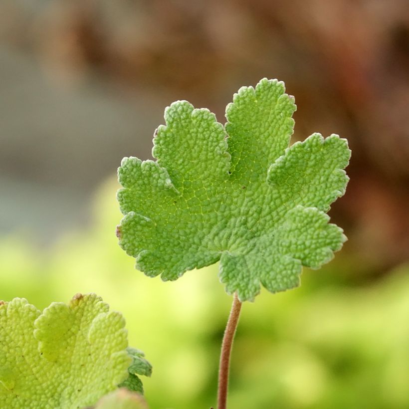 Gerânio Zetterlund - Geranium renardii (Folhagem)