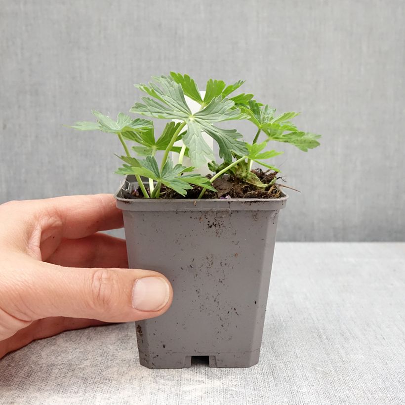 Amostra de Geranium richardsonii Vaso de 8/9 cm tal como entregue na primavera