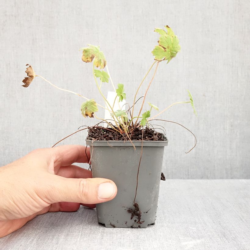 Amostra de Gerânio Mavis Simpson - Geranium riversleaianum Vaso de 8/9 cm tal como entregue no outono
