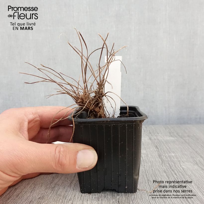 Amostra de Gerânio Russell Prichard Vaso de 8/9 cm tal como entregue na primavera