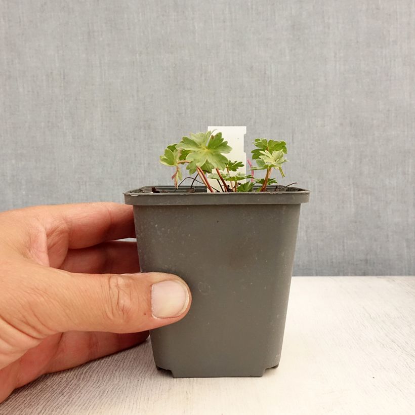 Amostra de Gerânio Rothbury Gem Vaso de 8/9 cm tal como entregue no verão
