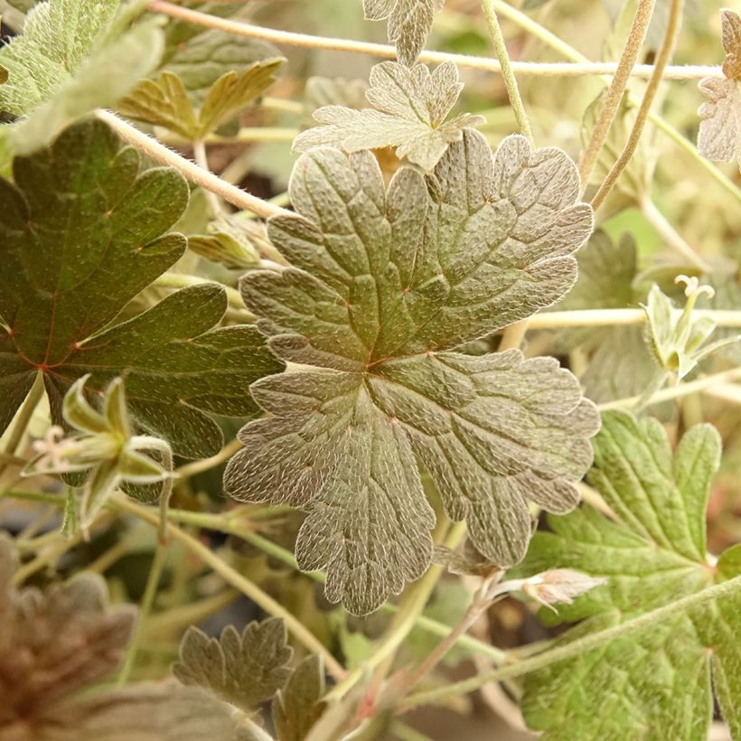 Gerânio Rothbury Red (Folhagem)