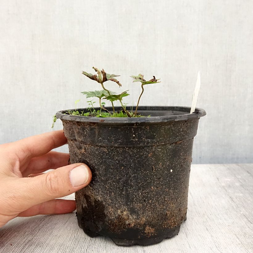 Amostra de Gerânio Rozanne Vaso de 2 L/3 L tal como entregue no outono