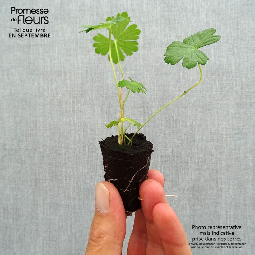Amostra de Géranium vivace Rozanne Mini-torrão Ø 3/4 cm tal como entregue no outono