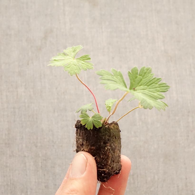 Amostra de Gerânio Rozanne Mini-torrão Ø 3/4 cm tal como entregue na primavera