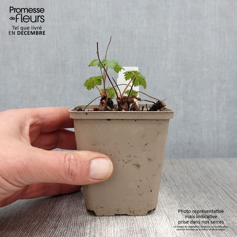 Amostra de Gerânio Sabani Blue Vaso de 8/9 cm tal como entregue no outono