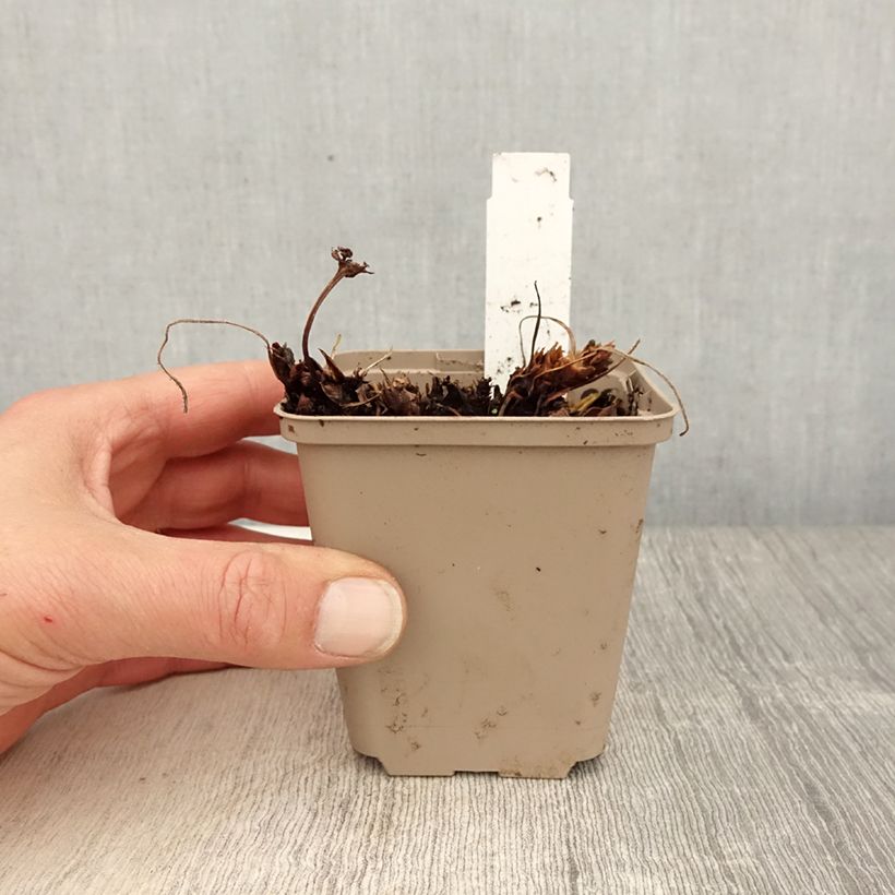 Amostra de Gerânio Sabani Blue Vaso de 8/9 cm tal como entregue na primavera