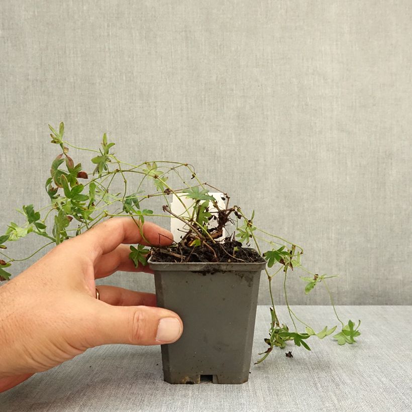 Amostra de Gerânio-sanguíneo Ankum's Pride - Geranium sanguineum Vaso de 8/9 cm tal como entregue no verão