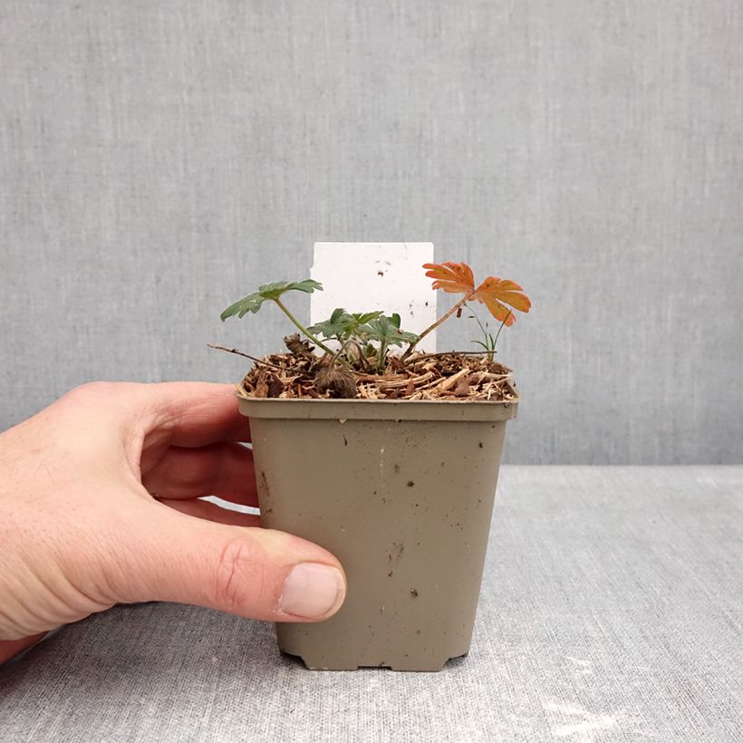 Amostra de Géranium vivace sanguin Ankum's Pride - Géranium sanguineum Vaso de 8/9 cm tal como entregue no inverno