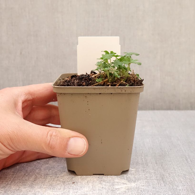 Amostra de Gerânio-sanguíneo Ankum's Pride - Geranium sanguineum Vaso de 8/9 cm tal como entregue na primavera