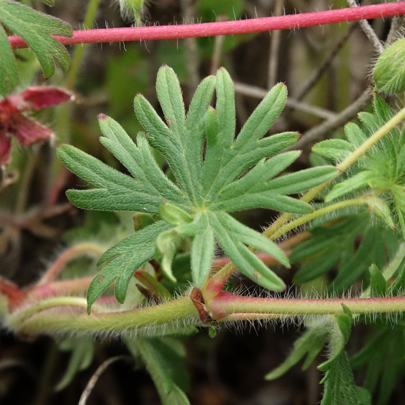 Gerânio-sanguíneo Ankum's Pride - Geranium sanguineum (Folhagem)