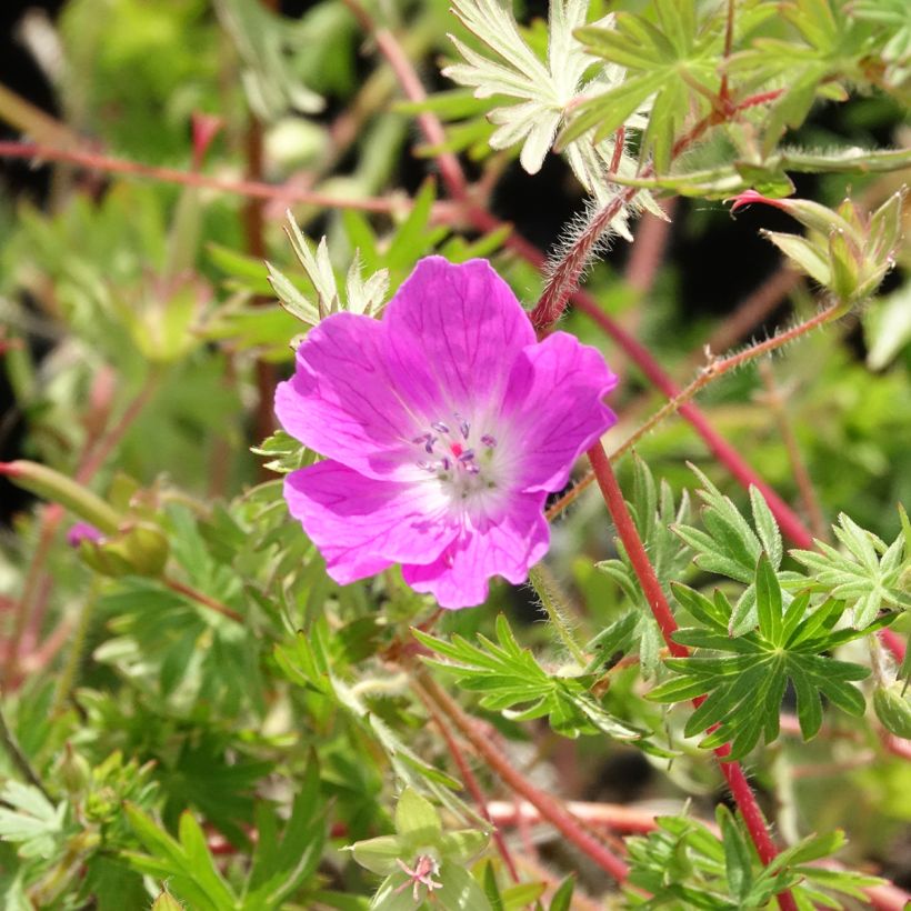 Gerânio-sanguíneo Ankum's Pride - Geranium sanguineum (Floração)