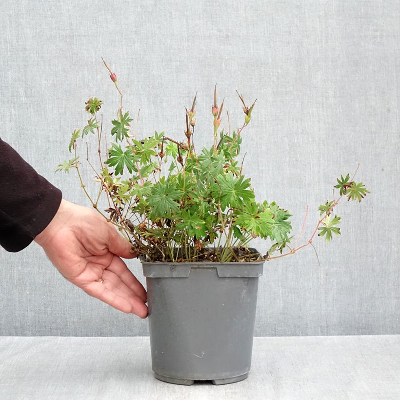 Amostra de Gerânio-sanguíneo Ankum's Pride - Geranium sanguineum Vaso de 2 L/3 L tal como entregue no outono