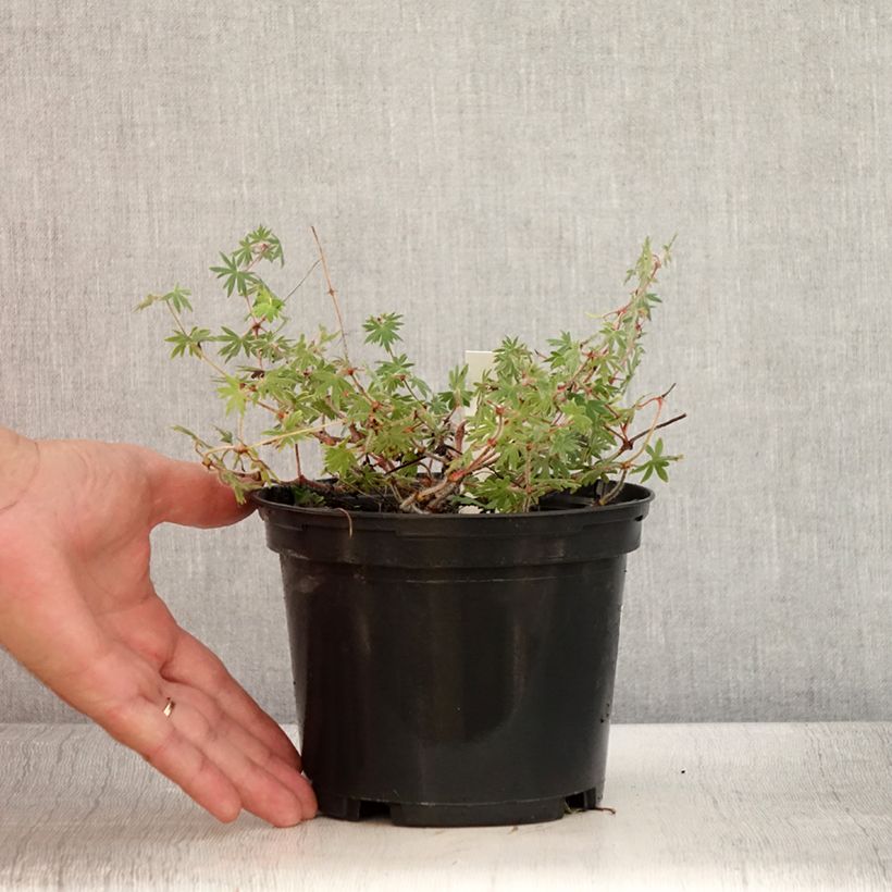 Amostra de Gerânio-sanguíneo Ankum's Pride - Geranium sanguineum Vaso de 2 L/3 L tal como entregue no verão