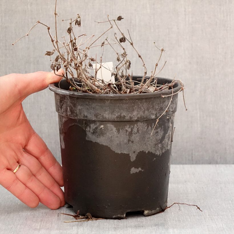 Amostra de Géranium vivace sanguin Ankum's Pride - Géranium sanguineum Vaso de 2 L/3 L tal como entregue no inverno