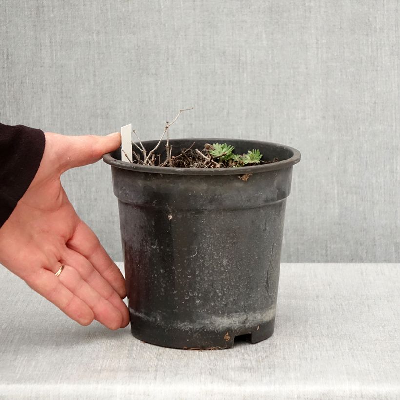 Amostra de Gerânio-sanguíneo Ankum's Pride - Geranium sanguineum Vaso de 2 L/3 L tal como entregue na primavera