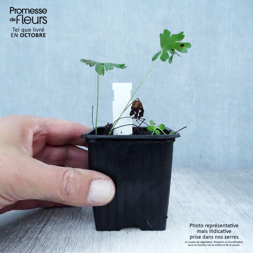 Amostra de Gerânio-sanguíneo Album - Geranium sanguineum Vaso de 8/9 cm tal como entregue no outono
