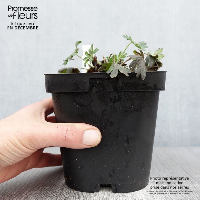 Amostra de Gerânio-sanguíneo Album - Geranium sanguineum Vaso de 1,5 L/2 L tal como entregue no outono