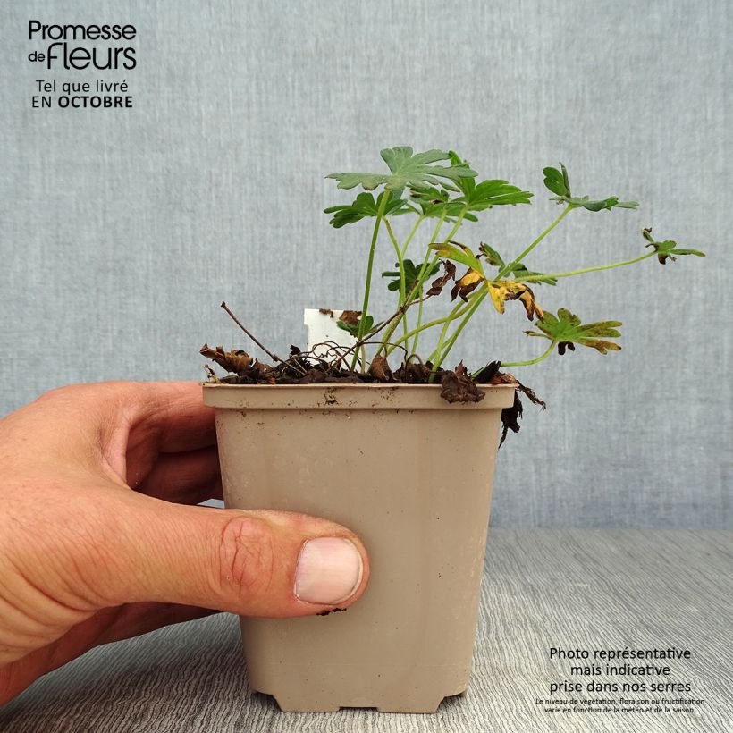 Amostra de Gerânio-sanguíneo Compactum - Geranium sanguineum Vaso de 8/9 cm tal como entregue no outono