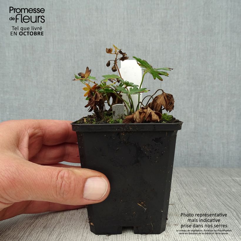 Amostra de Gerânio-sanguíneo Elke - Geranium sanguineum Vaso de 8/9 cm tal como entregue no outono