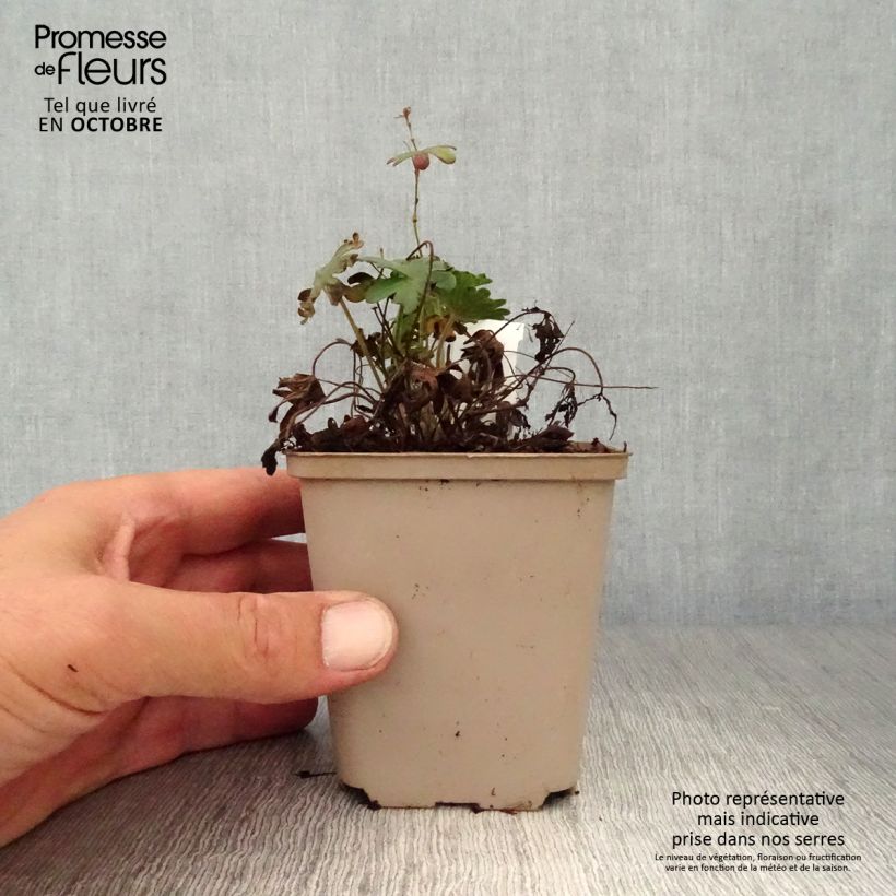 Amostra de Gerânio-sanguíneo Elsbeth - Geranium sanguineum Vaso de 8/9 cm tal como entregue no outono