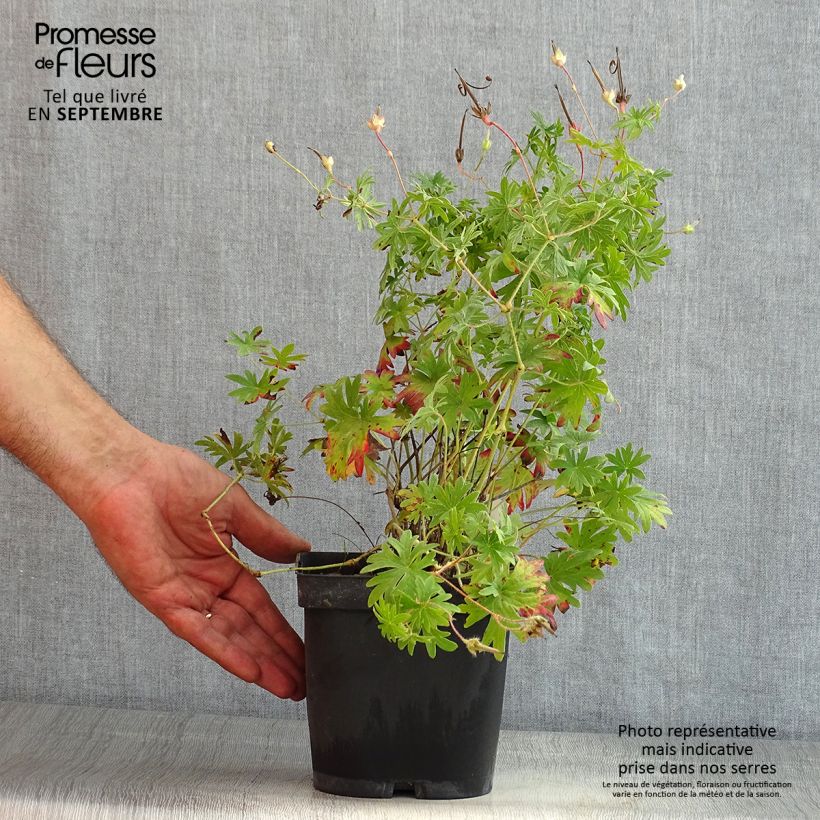 Amostra de Geranium sanguineum Vaso de 2 L/3 L tal como entregue no verão