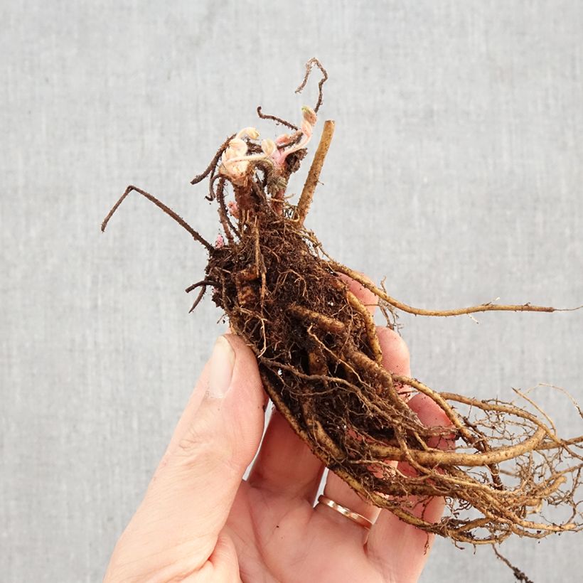 Amostra de Géranium vivace sanguineum Frivolius Lilac Raízes nuas tal como entregue no inverno