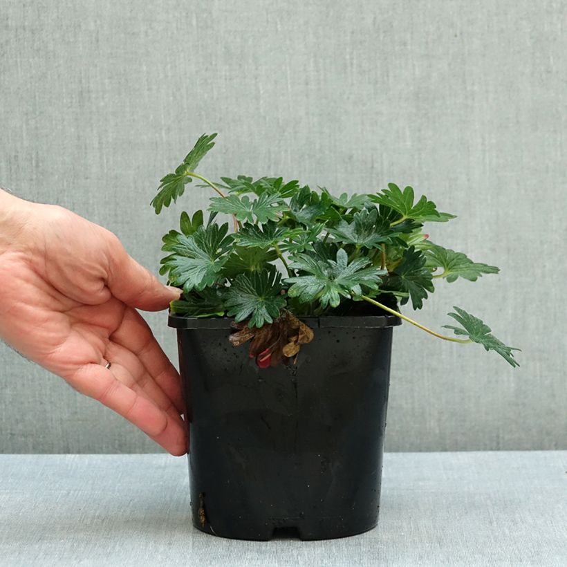Amostra de Gerânio-sanguíneo Frivolius Pink - Geranium sanguineum Vaso de 1,5 L/2 L tal como entregue no outono