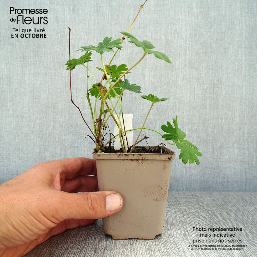 Amostra de Gerânio-sanguíneo Hannelore - Geranium sanguineum Vaso de 8/9 cm tal como entregue no outono