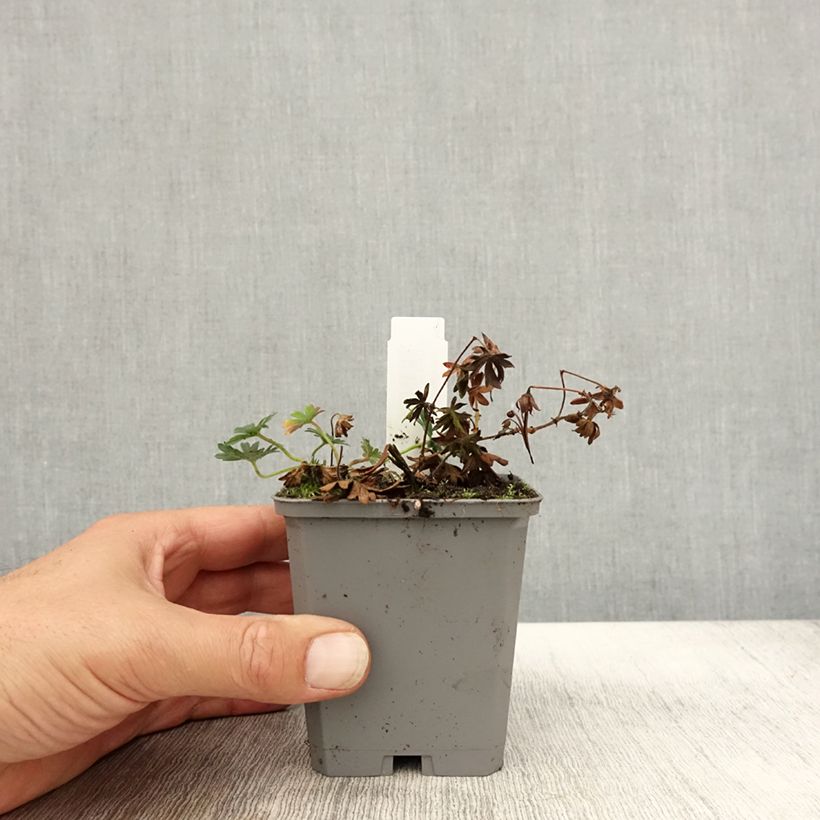 Amostra de Gerânio-sanguíneo Max Frei - Geranium sanguineum Vaso de 8/9 cm tal como entregue no outono