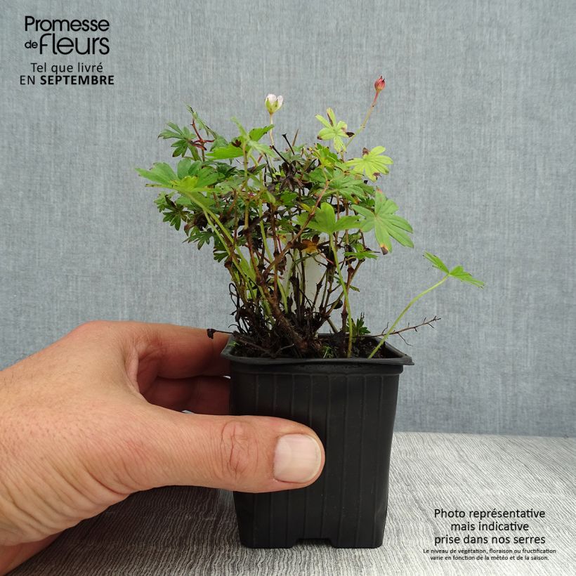 Amostra de Gerânio-sanguíneo Max Frei - Geranium sanguineum Vaso de 8/9 cm tal como entregue no verão