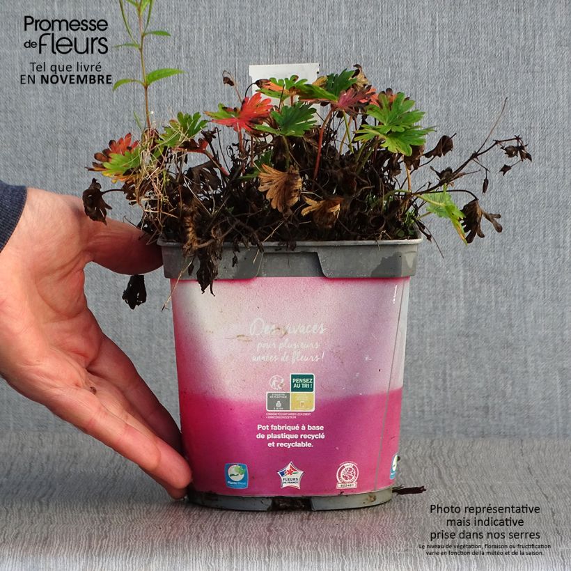 Amostra de Gerânio-sanguíneo Pink Pouffe - Geranium sanguineum Vaso de 2 L/3 L tal como entregue no outono