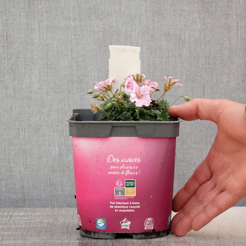 Amostra de Gerânio-sanguíneo Pink Pouffe - Geranium sanguineum Vaso de 2 L/3 L tal como entregue na primavera
