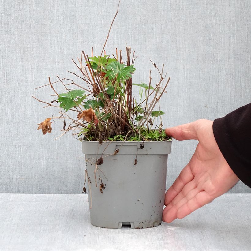 Amostra de Geranium sanguineum Vaso de 2 L/3 L tal como entregue no outono