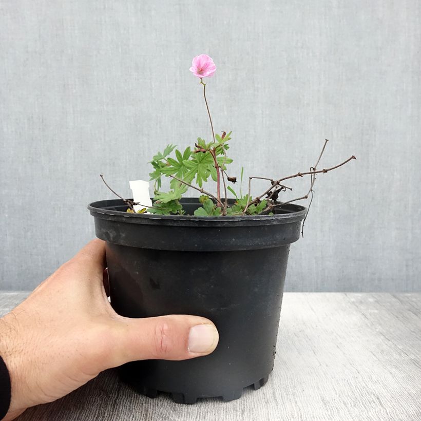 Amostra de Gerânio-sanguíneo var. striatum - Geranium sanguineum Vaso de 2 L/3 L tal como entregue no outono