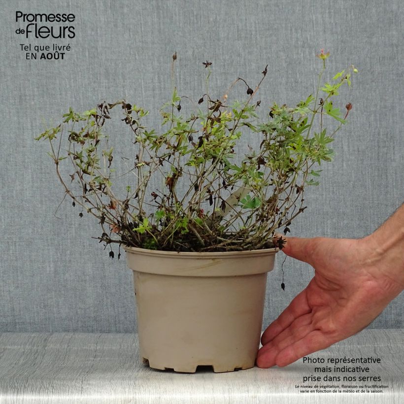 Amostra de Gerânio-sanguíneo var. striatum - Geranium sanguineum Vaso de 2 L/3 L tal como entregue no verão