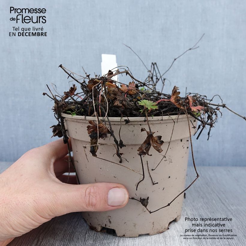 Amostra de Géranium vivace sanguineum striatum Vaso de 2 L/3 L tal como entregue no inverno