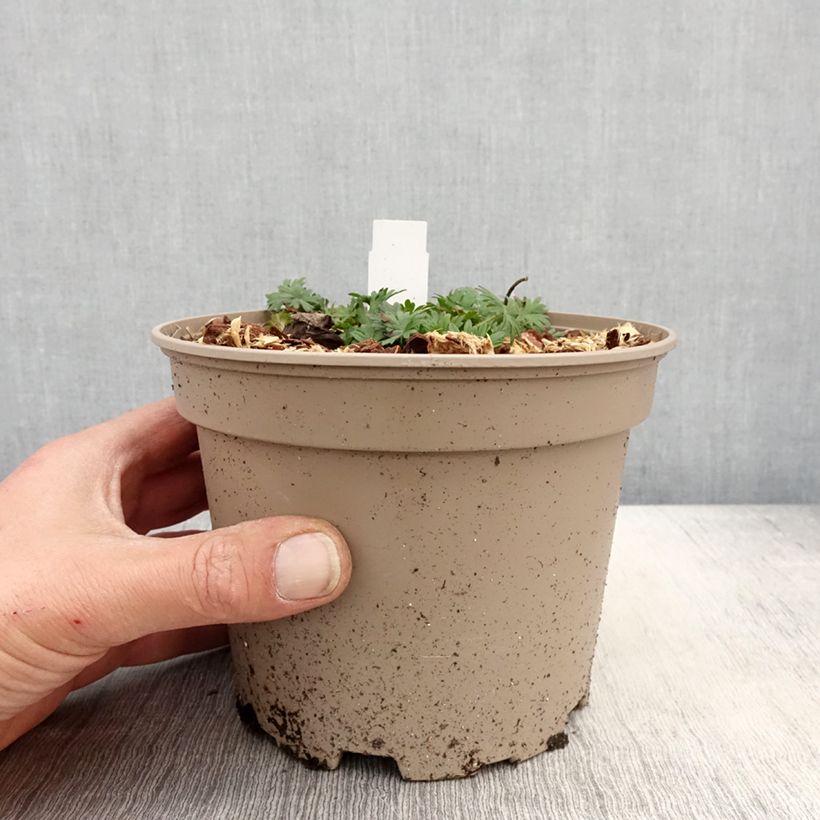 Amostra de Gerânio-sanguíneo var. striatum - Geranium sanguineum Vaso de 2 L/3 L tal como entregue na primavera