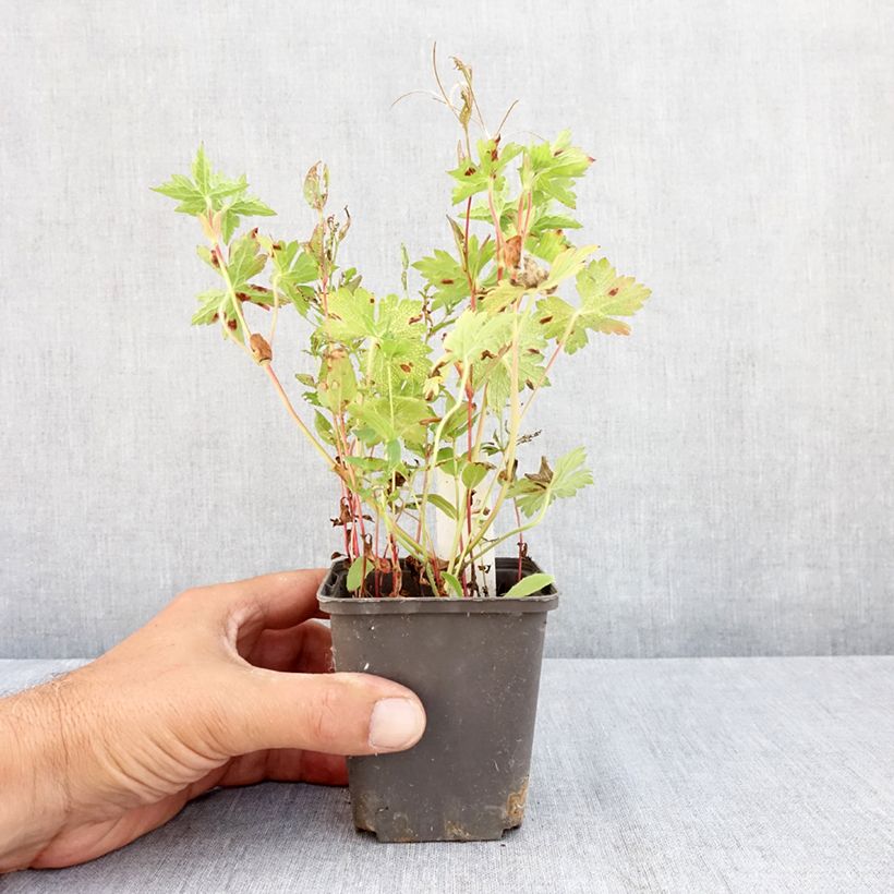 Amostra de Gerânio Silvias Surprise Vaso de 8/9 cm tal como entregue no verão