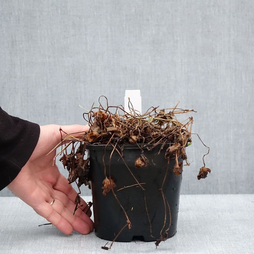 Amostra de Geranium vivace Silvia's surprise Vaso de 1,5 L/2 L tal como entregue no inverno